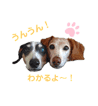 ホムワト4（個別スタンプ：4）