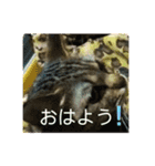 チョコちゃんpand@.（個別スタンプ：5）