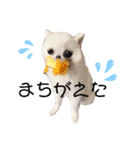 かぁいいイヌ2（個別スタンプ：1）