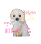 かぁいいイヌ2（個別スタンプ：3）