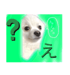 かぁいいイヌ2（個別スタンプ：4）