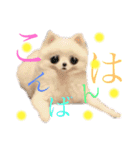 かぁいいイヌ2（個別スタンプ：11）