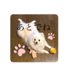 かぁいいイヌ2（個別スタンプ：13）
