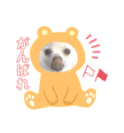 かぁいいイヌ2（個別スタンプ：14）