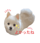 かぁいいイヌ2（個別スタンプ：18）