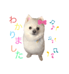 かぁいいイヌ2（個別スタンプ：20）