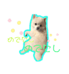 かぁいいイヌ2（個別スタンプ：23）