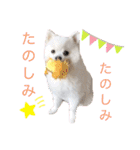 かぁいいイヌ2（個別スタンプ：28）