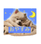 かぁいいイヌ2（個別スタンプ：31）