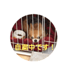 チワワのちゃまめ自粛スタンプ（個別スタンプ：1）