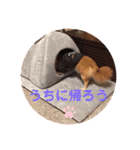 チワワのちゃまめ自粛スタンプ（個別スタンプ：3）