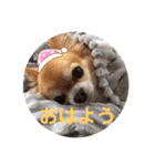 チワワのちゃまめ自粛スタンプ（個別スタンプ：12）