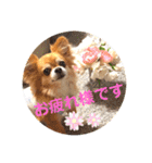 チワワのちゃまめ自粛スタンプ（個別スタンプ：14）