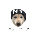 柴犬レモ②（個別スタンプ：1）