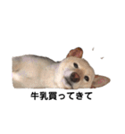 柴犬レモ②（個別スタンプ：2）