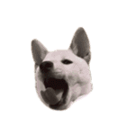 柴犬レモ②（個別スタンプ：3）
