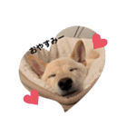 柴犬レモ②（個別スタンプ：4）
