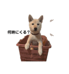 柴犬レモ②（個別スタンプ：5）