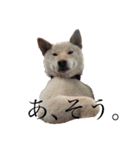 柴犬レモ②（個別スタンプ：7）