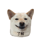柴犬レモ②（個別スタンプ：9）