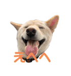柴犬レモ②（個別スタンプ：10）