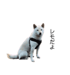 柴犬レモ②（個別スタンプ：11）