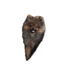 柴犬レモ②（個別スタンプ：13）