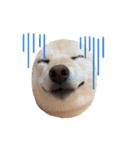 柴犬レモ②（個別スタンプ：14）
