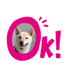 柴犬レモ②（個別スタンプ：15）