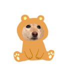 柴犬レモ②（個別スタンプ：16）