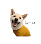 柴犬レモ②（個別スタンプ：21）