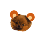 柴犬レモ②（個別スタンプ：22）