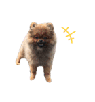 柴犬レモ②（個別スタンプ：24）