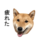 柴犬錦糸卵の日常（個別スタンプ：4）