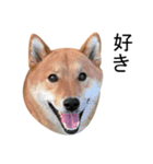 柴犬錦糸卵の日常（個別スタンプ：12）