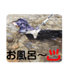 小太郎きゅん（個別スタンプ：13）
