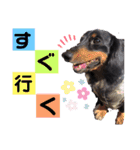 小太郎きゅん（個別スタンプ：15）