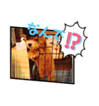 むぎ(448)（個別スタンプ：6）
