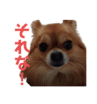 チョコ(450)（個別スタンプ：5）