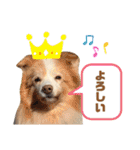 Tiarius②（個別スタンプ：6）