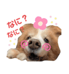 Tiarius②（個別スタンプ：12）