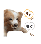 Tiarius②（個別スタンプ：18）