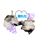 Tiarius②（個別スタンプ：25）