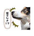 Tiarius②（個別スタンプ：33）