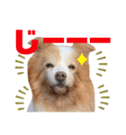 Tiarius②（個別スタンプ：37）