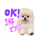 瀧川家のアイドル（個別スタンプ：3）