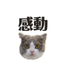 うみ（猫）のスタンプ（個別スタンプ：2）