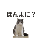 うみ（猫）のスタンプ（個別スタンプ：4）