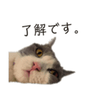 うみ（猫）のスタンプ（個別スタンプ：5）