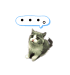 うみ（猫）のスタンプ（個別スタンプ：8）